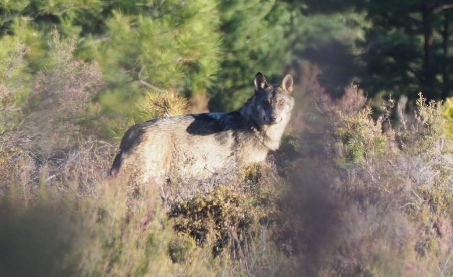 Lobo-en-la-Sierra-de-la-Culebra-AHERCA