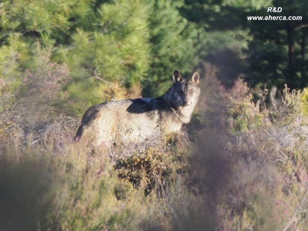 Lobo-en-la-Sierra-de-la-Culebra-AHERCA